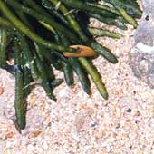 Rocas, algas y arena: men de playa